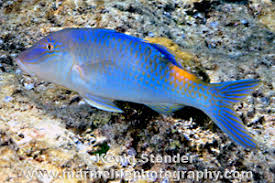 Image result for Parupeneus cyclostomus