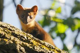 Attēlu rezultāti vaicājumam “Martes martes”