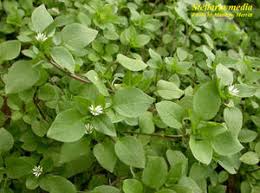 Attēlu rezultāti vaicājumam “Stellaria media”