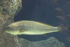 Image result for Argyrosomus regius