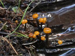 Attēlu rezultāti vaicājumam “Vibrissea decolorans”