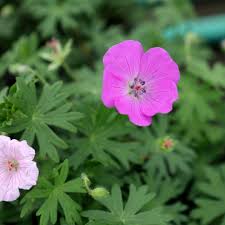 Image result for Geranium `Sandrine`