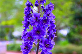 Image result for Rittersporn