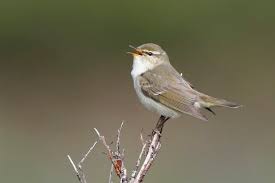 Image result for Phylloscopus borealis