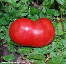 Afbeeldingsresultaat voor voyage tomato