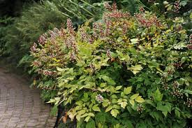 Image result for Christophskraut