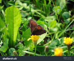 Attēlu rezultāti vaicājumam “Erebia ligea underside”