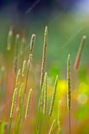 Attēlu rezultāti vaicājumam “Alopecurus pratensis flower”