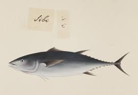Image result for Thunnus obesus