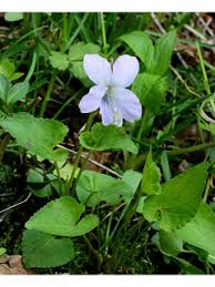 Attēlu rezultāti vaicājumam “Viola canina fruit”