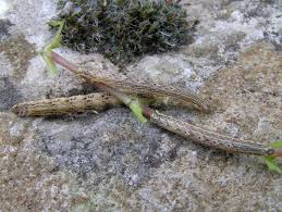 Attēlu rezultāti vaicājumam “Euphyia unangulata”