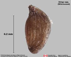 Attēlu rezultāti vaicājumam “Orobanche coerulescens bud”