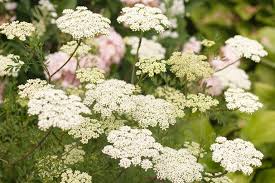 Attēlu rezultāti vaicājumam “Cenolophium denudatum leaf”