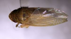 Attēlu rezultāti vaicājumam “Auchenorrhyncha”