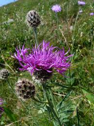 Attēlu rezultāti vaicājumam “Centaurea scabiosa”