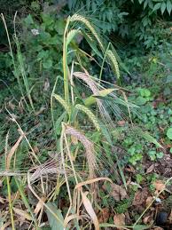 Attēlu rezultāti vaicājumam “Hordelymus europaeus leaf”