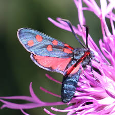 Attēlu rezultāti vaicājumam “Zygaena filipendulae exuvia”