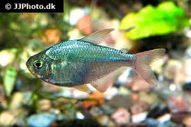 Attēlu rezultāti vaicājumam “Bilimbia tetramera”