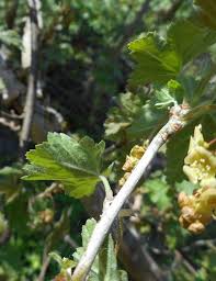 Attēlu rezultāti vaicājumam “Ribes spicatum”