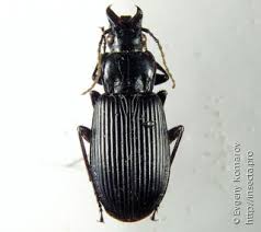 Attēlu rezultāti vaicājumam “Pterostichus niger”