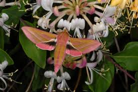 Attēlu rezultāti vaicājumam “Deilephila elpenor”