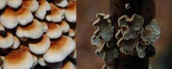 Attēlu rezultāti vaicājumam “Plicaturopsis crispa”