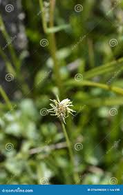 Attēlu rezultāti vaicājumam “Carex sylvatica flower”