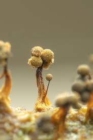 Attēlu rezultāti vaicājumam “Cribraria argillacea macro”