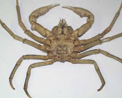Image result for Hyas araneus