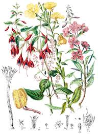 Attēlu rezultāti vaicājumam “Onagraceae”