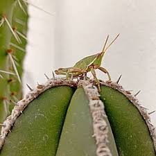 Attēlu rezultāti vaicājumam “Perichaena sp.”