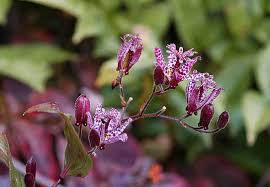 Image result for Tricyrtis `Black Beauty`