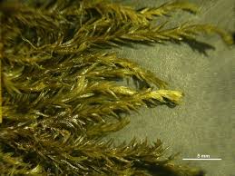 Attēlu rezultāti vaicājumam “Cinclidotus danubicus”