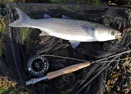 Image result for Chelon ramada