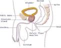 Pelvic floor muscle training for men - Everybody - Health ...