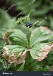 Attēlu rezultāti vaicājumam “Paris quadrifolia fruit”