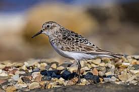 Attēlu rezultāti vaicājumam “Calidris”