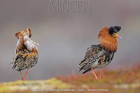 Attēlu rezultāti vaicājumam “Philomachus pugnax adult”