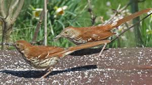 Image result for Toxostoma rufum