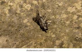 Attēlu rezultāti vaicājumam “Haematopota sp.”