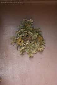 Attēlu rezultāti vaicājumam “Troglodytes troglodytes nest”