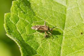 Attēlu rezultāti vaicājumam “Psallus sp.”