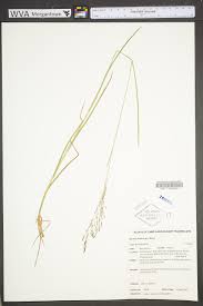 Attēlu rezultāti vaicājumam “Glyceria striata”