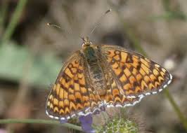 Attēlu rezultāti vaicājumam “Melitaea phoebe”