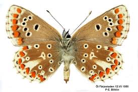 Attēlu rezultāti vaicājumam “Aricia artaxerxes”