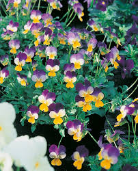 Image result for Hornveilchen