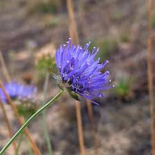 Attēlu rezultāti vaicājumam “Jasione montana leaf”