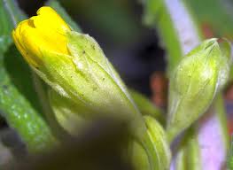 Attēlu rezultāti vaicājumam “Silene tatarica bud”