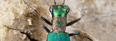 Attēlu rezultāti vaicājumam “Leistus terminatus”