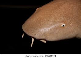 Image result for Ginglymostoma cirratum